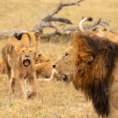 Male lion, Panthera leo, with cubs.
