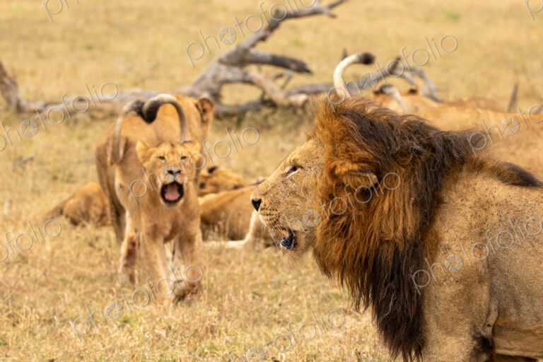 Male lion, Panthera leo, with cubs.