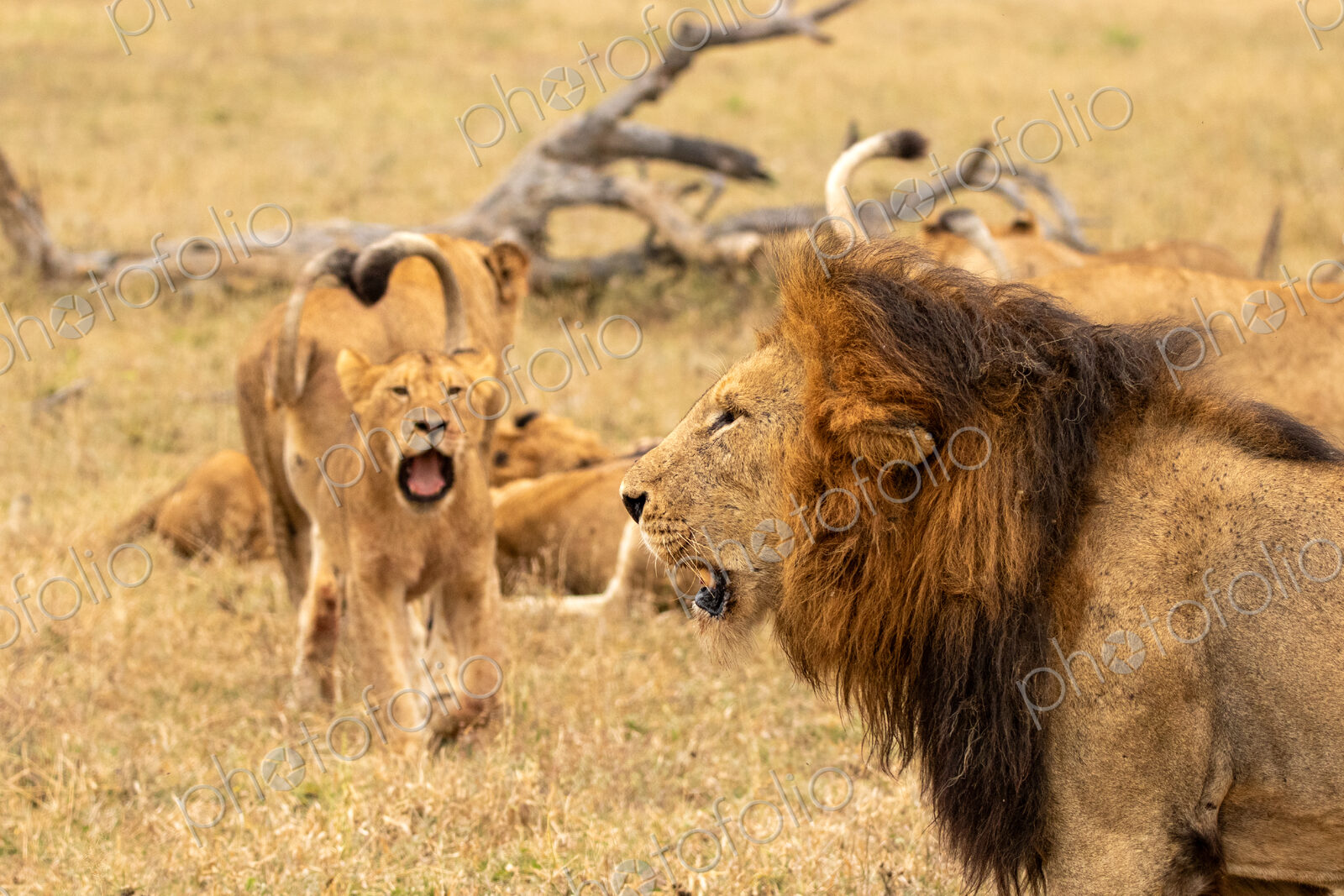 Male lion, Panthera leo, with cubs.