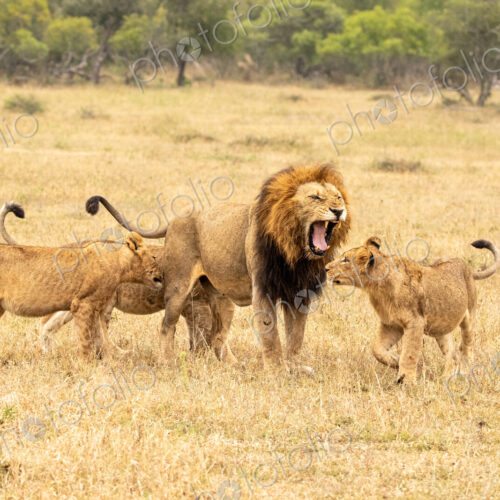 Male lion, Panthera leo, with cubs. Male lion, Panthera leo, with cubs.