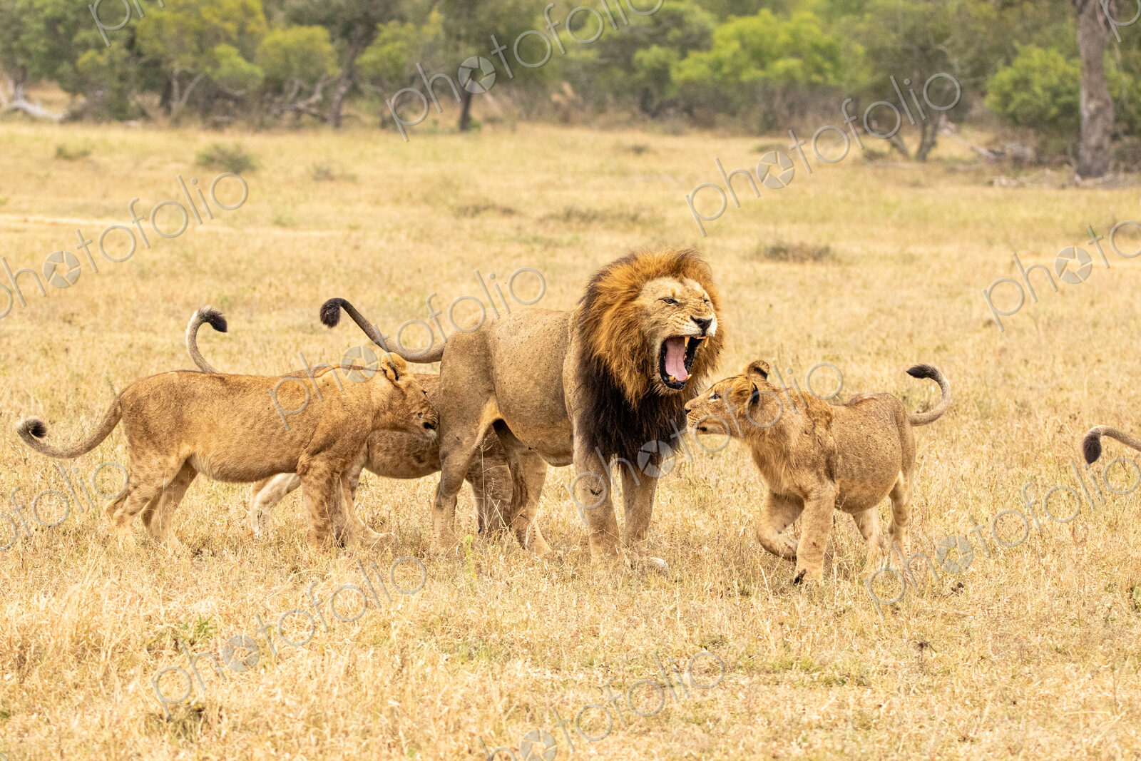 Male lion, Panthera leo, with cubs.