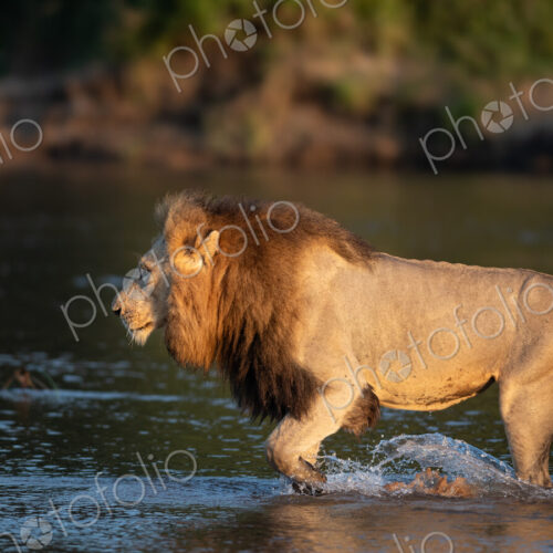 Male lion crossing river, Panthera leo. Male lion crossing river, Panthera leo.