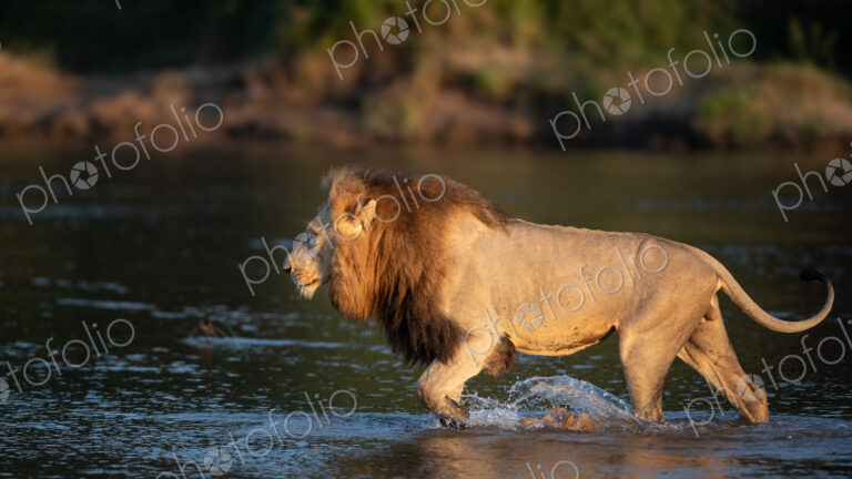 Male lion crossing river, Panthera leo.
