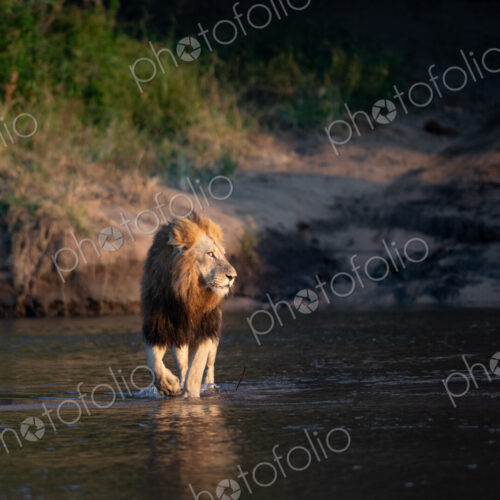 Male lion crossing river, Panthera leo. Male lion crossing river, Panthera leo.