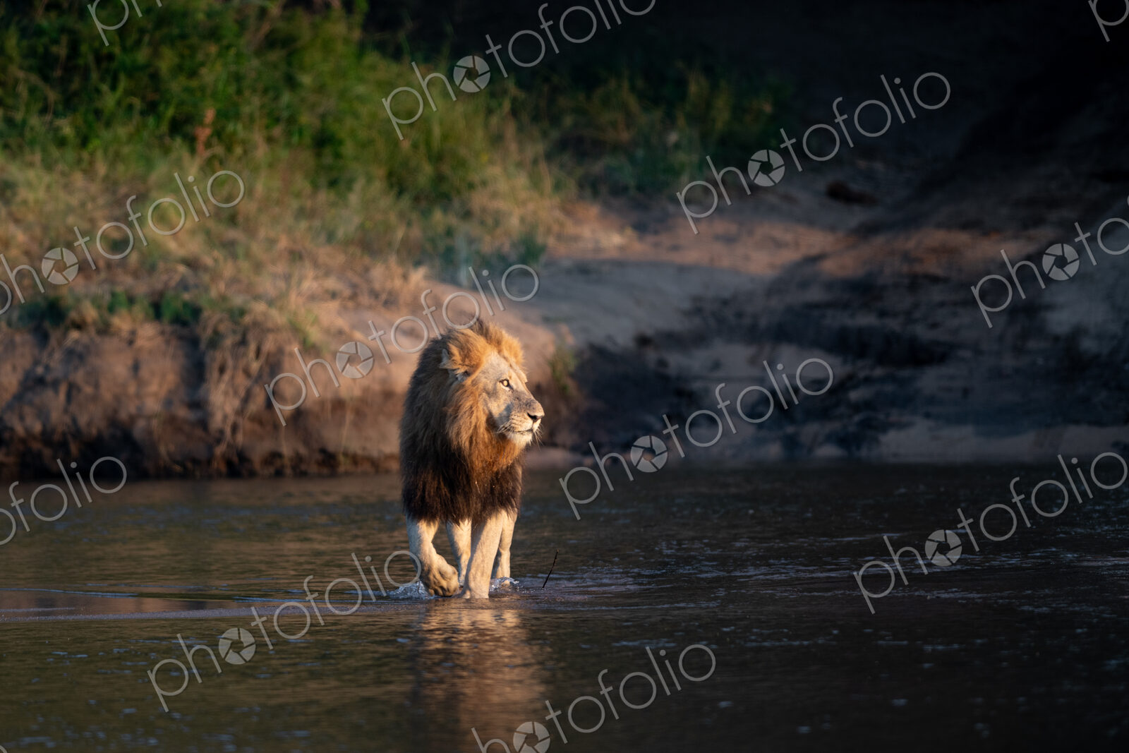 Male lion crossing river, Panthera leo.