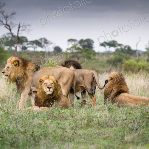 Male lions, Panthera leo, stand and lie together on green grass, looking away. Male lions, Panthera leo, stand and lie together on green grass, looking away.