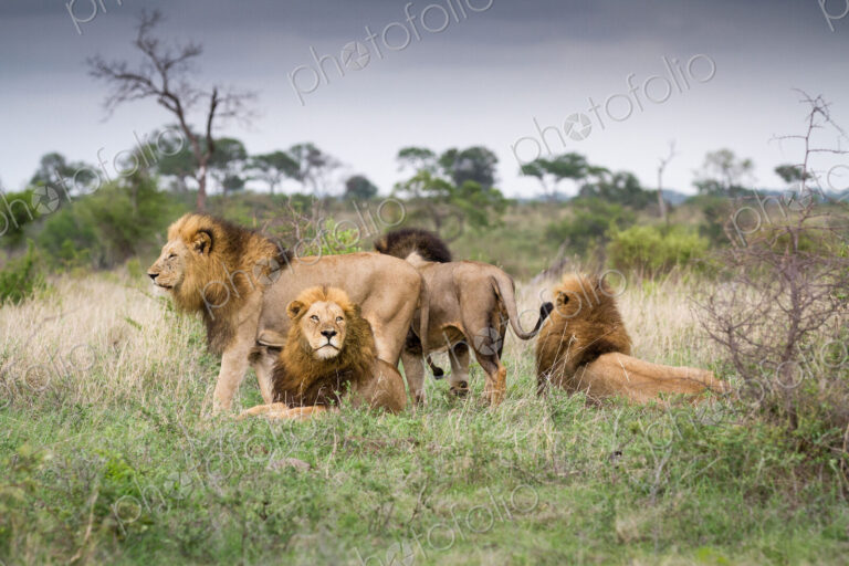 Male lions, Panthera leo, stand and lie together on green grass, looking away.