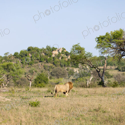 Male lions, Panthera leo, walking in a clearing, wide angle.