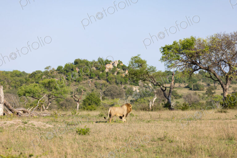 Male lions, Panthera leo, walking in a clearing, wide angle.
