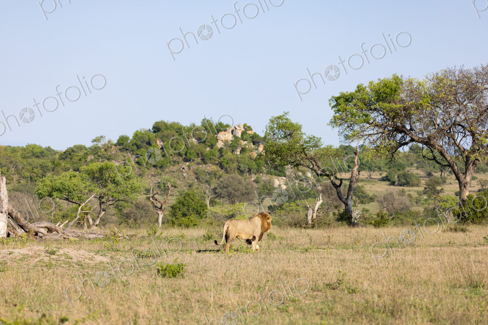 Male lions, Panthera leo, walking in a clearing, wide angle.