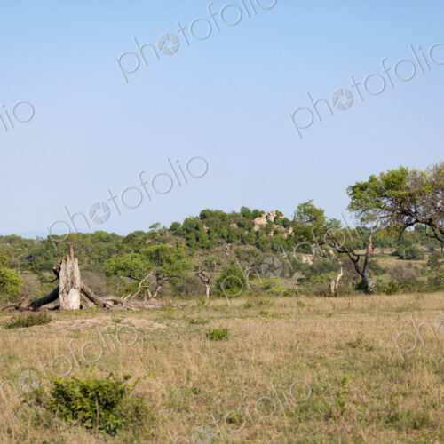 Male lions, Panthera leo, walking in a clearing, wide angle.