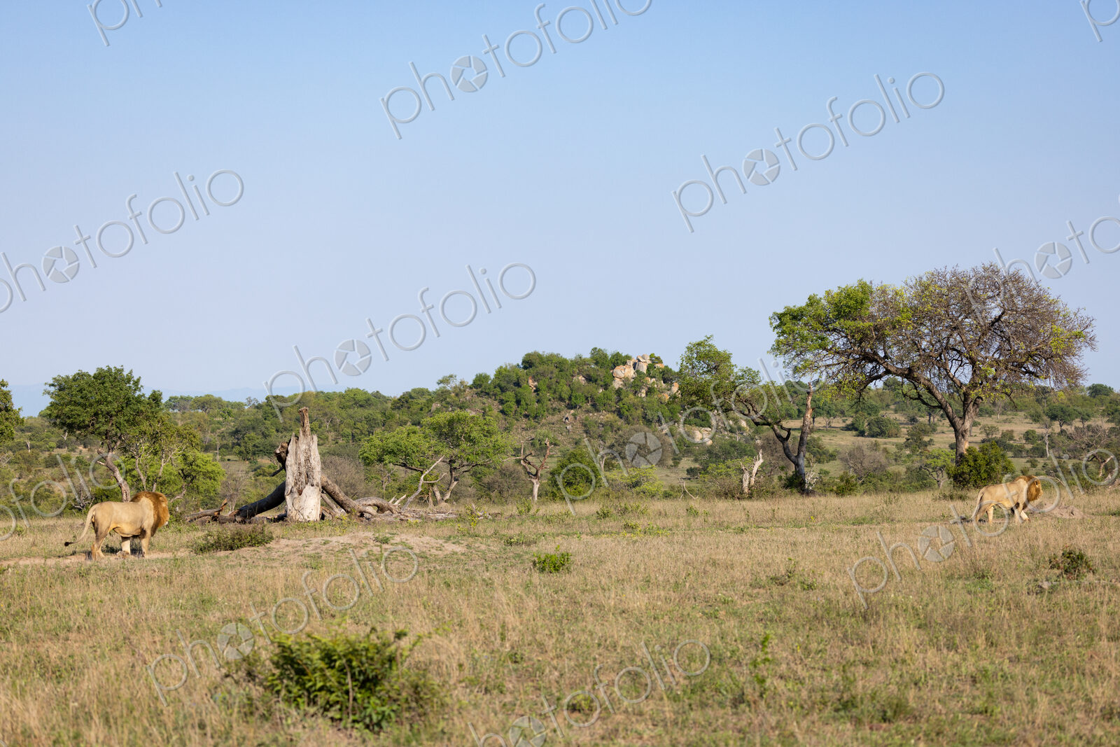 Male lions, Panthera leo, walking in a clearing, wide angle.