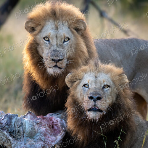 Male lions with giraffe kill, Panthera leo, direct gaze. Male lions with giraffe kill, Panthera leo, direct gaze.