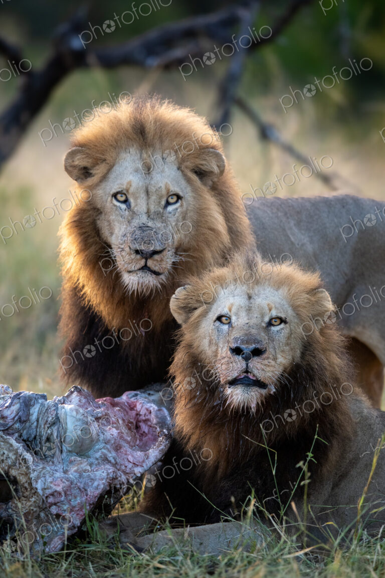 Male lions with giraffe kill, Panthera leo, direct gaze.