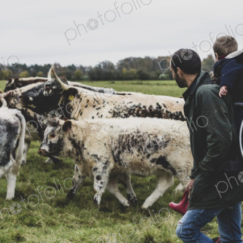 Man carrying young boy on his back walking on a pasture with English Longhorn cows.