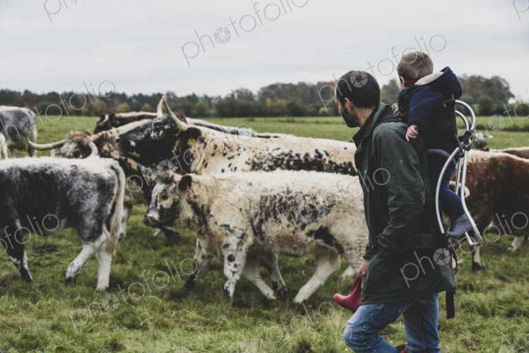 Man carrying young boy on his back walking on a pasture with English Longhorn cows.