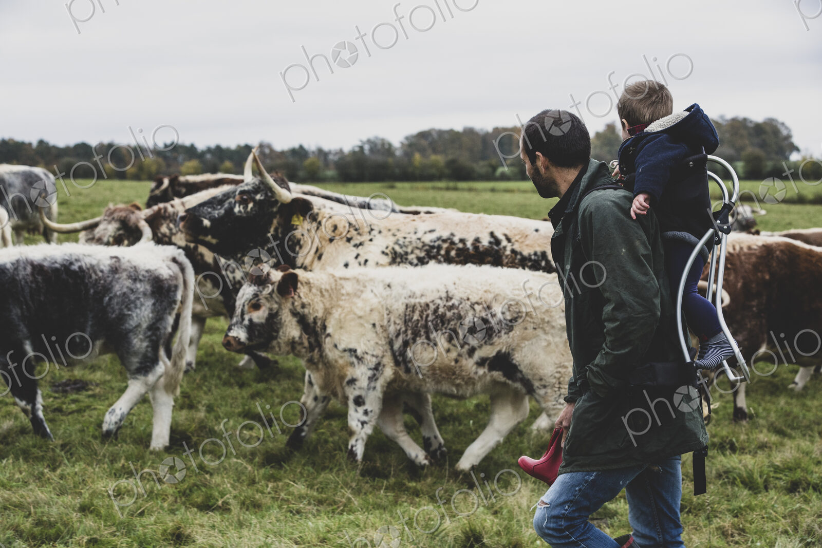 Man carrying young boy on his back walking on a pasture with English Longhorn cows.