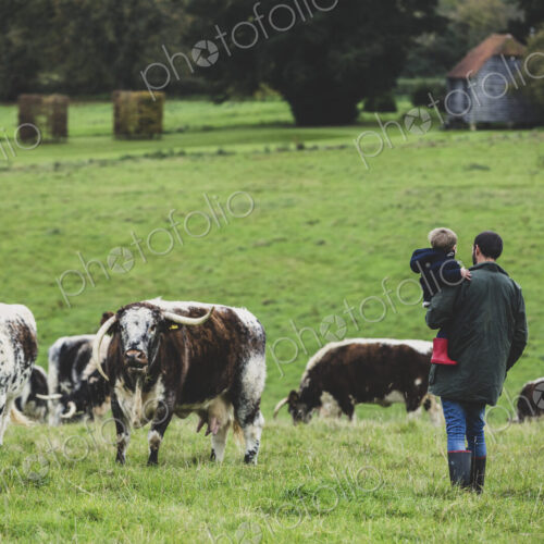 Man carrying young boy standing on a pasture, with English Longhorn cows in the… Man carrying young boy standing on a pasture, with English Longhorn cows in the…