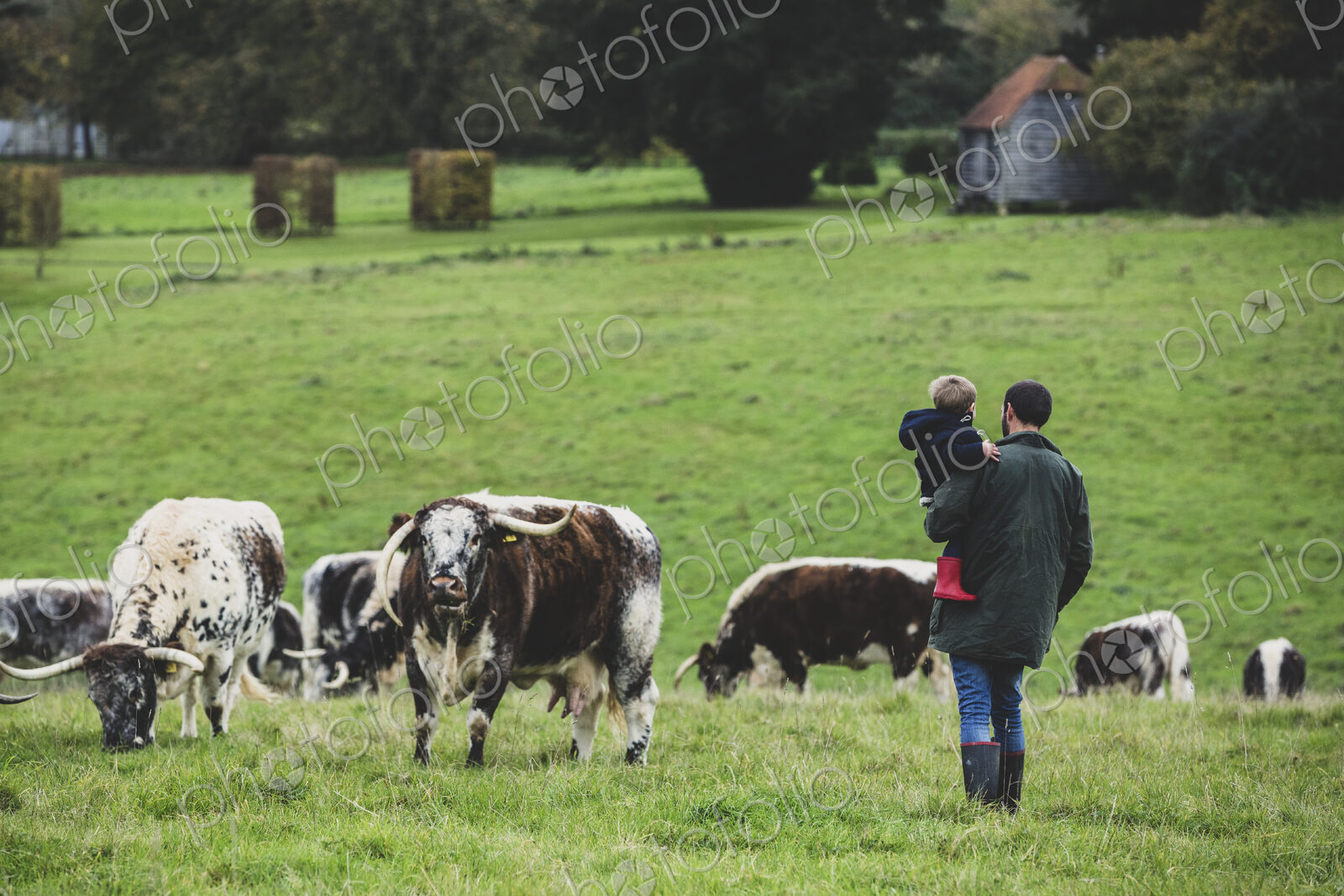 Man carrying young boy standing on a pasture, with English Longhorn cows in the…