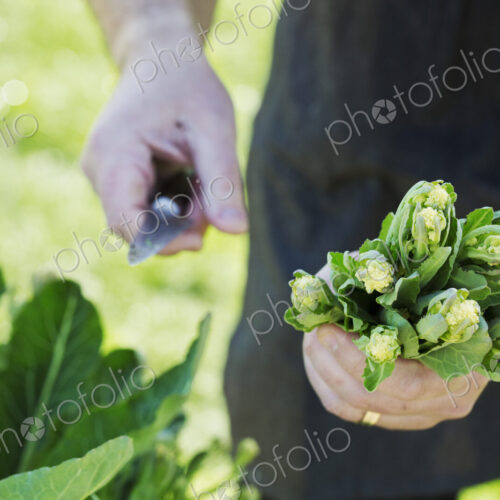 Man harvesting fresh vegetables tops and leaves in a garden with a knife. Man harvesting fresh vegetables tops and leaves in a garden with a knife.