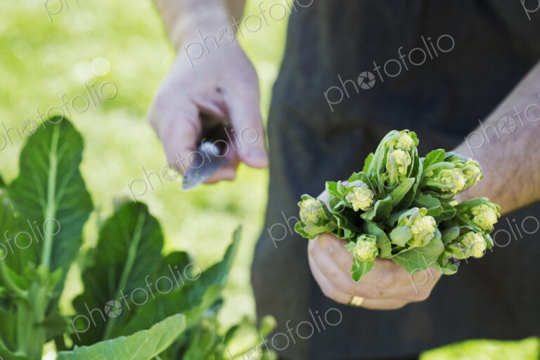 Man harvesting fresh vegetables tops and leaves in a garden with a knife.