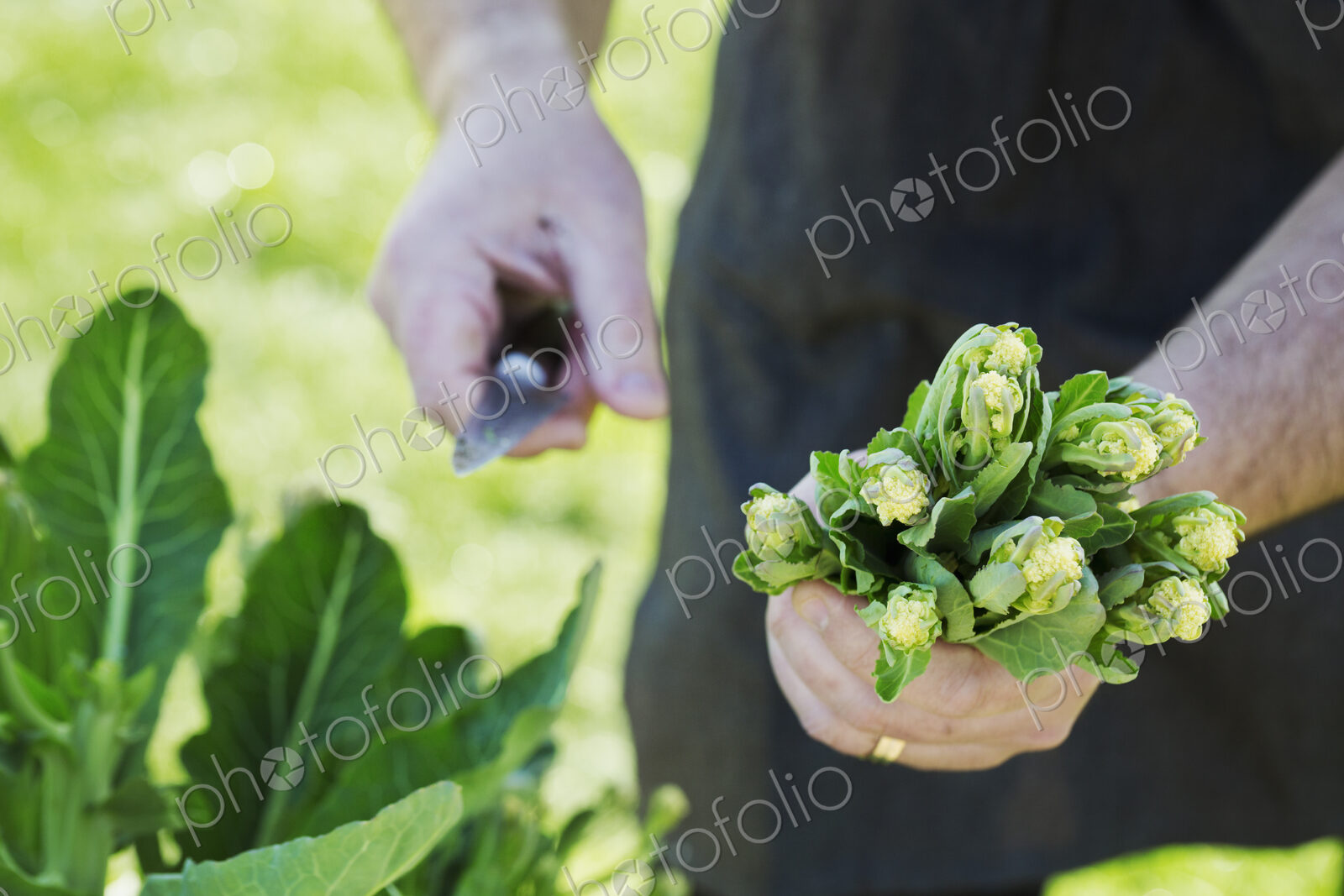 Man harvesting fresh vegetables tops and leaves in a garden with a knife.