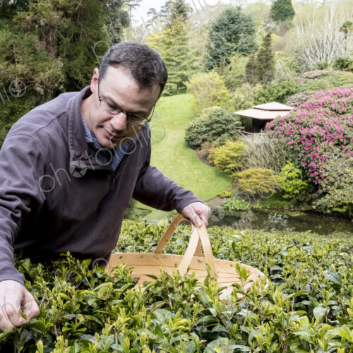 Man holding basket standing outdoors in tea plantation, carefully picking tea leaves.