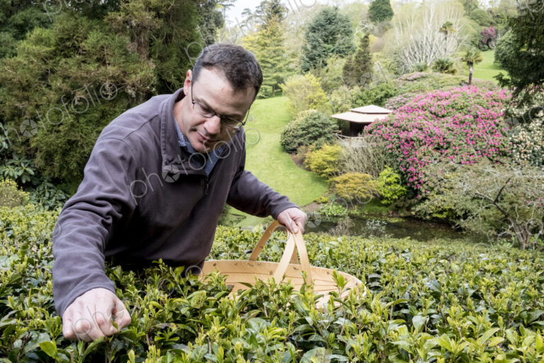 Man holding basket standing outdoors in tea plantation, carefully picking tea leaves.