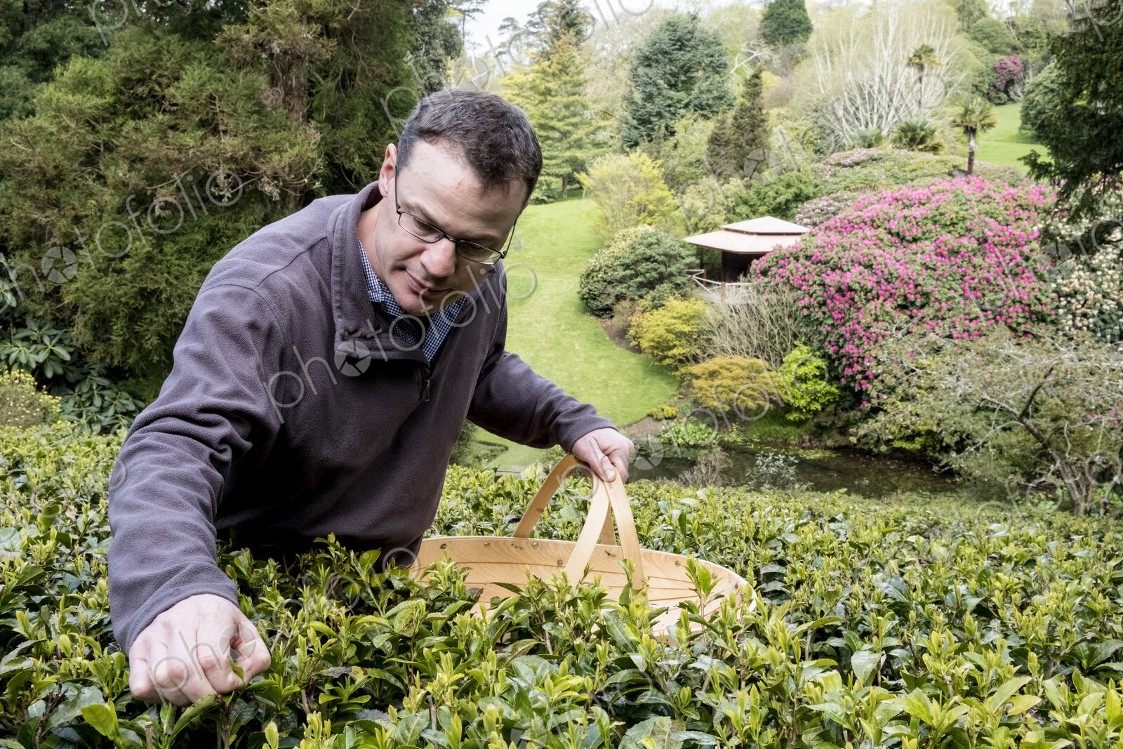Man holding basket standing outdoors in tea plantation, carefully picking tea leaves.