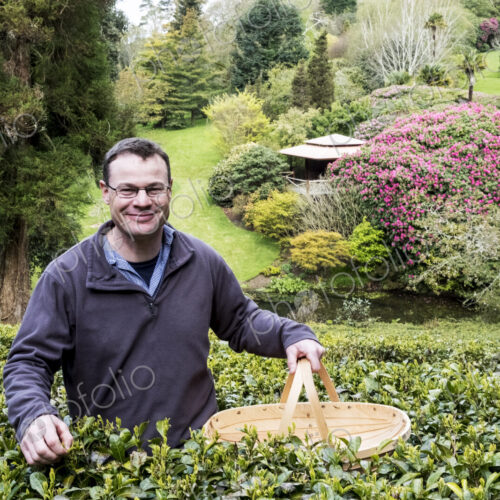 Man holding basket standing outdoors in tea plantation, carefully picking tea leaves.