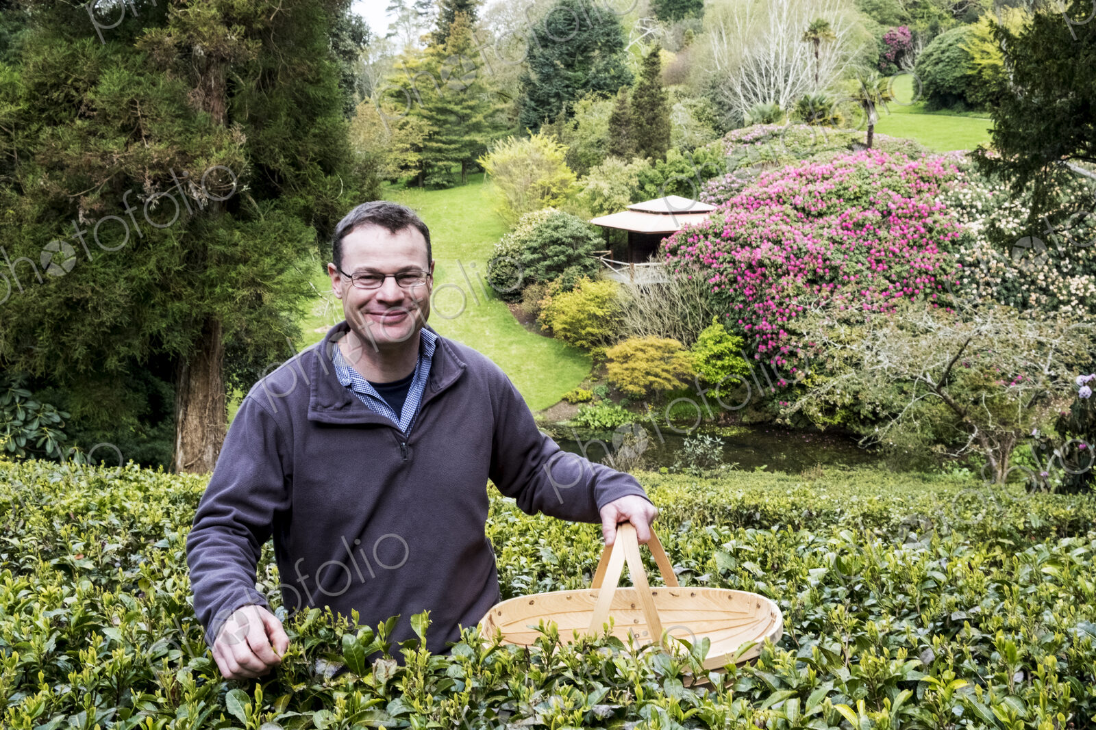 Man holding basket standing outdoors in tea plantation, carefully picking tea leaves.
