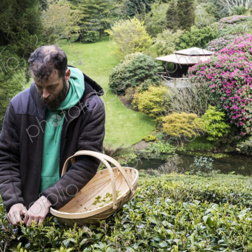 Man holding basket standing outdoors in tea plantation, carefully picking tea leaves.