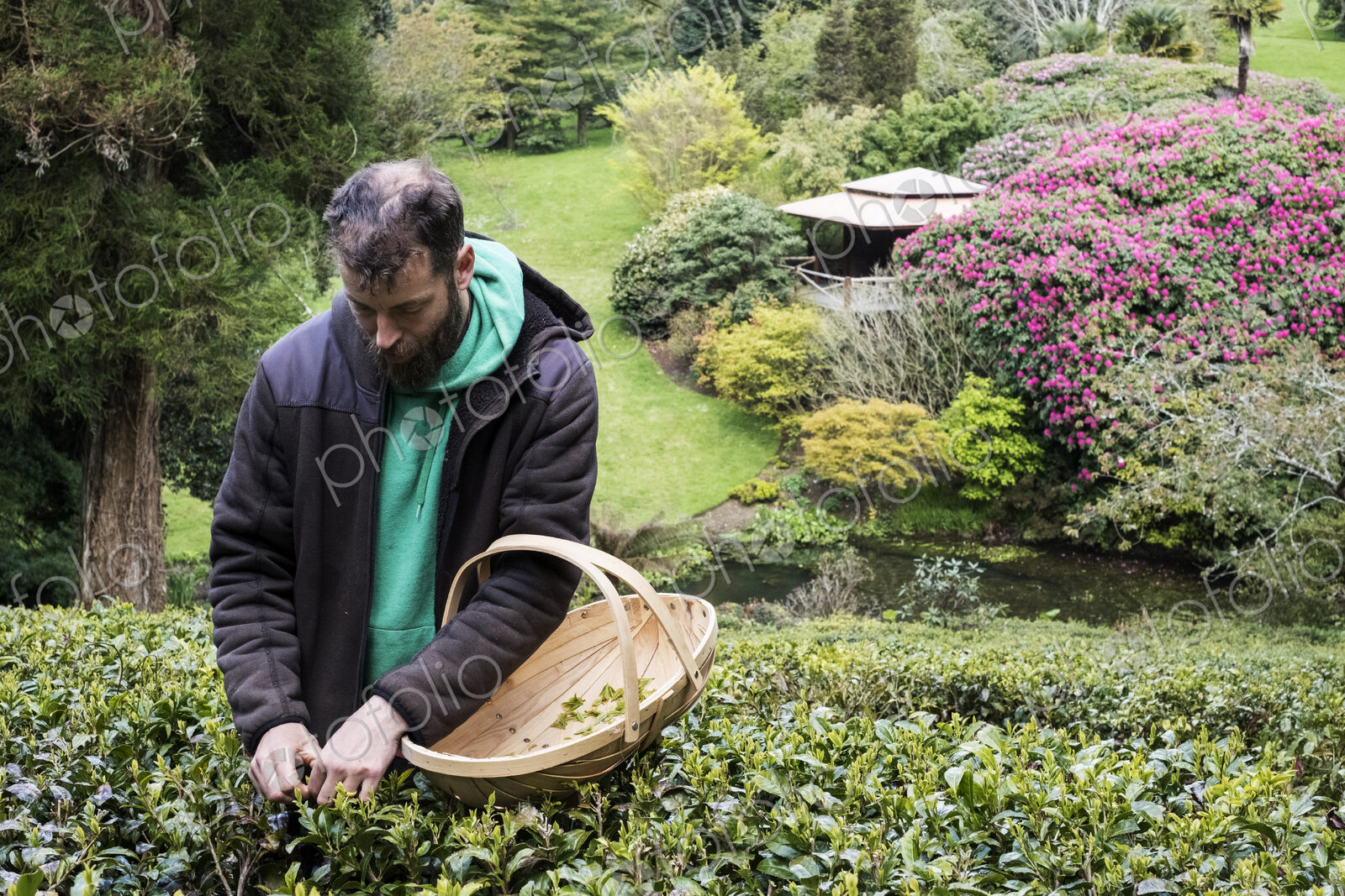 Man holding basket standing outdoors in tea plantation, carefully picking tea leaves.