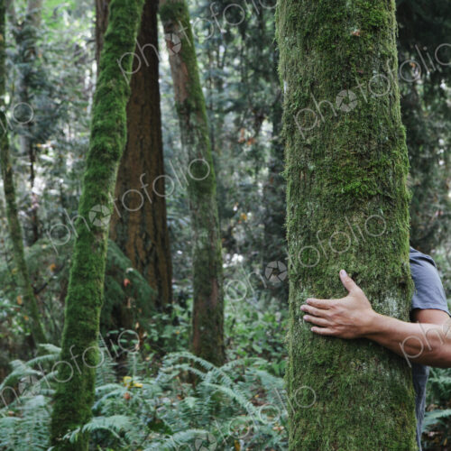 Man hugging tree in lush, green forest