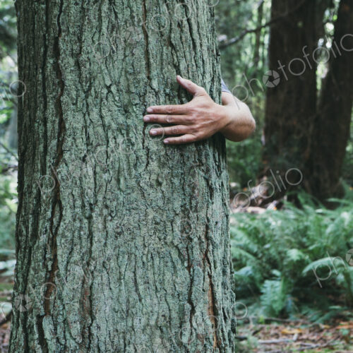 Man hugging tree in lush, green forest
