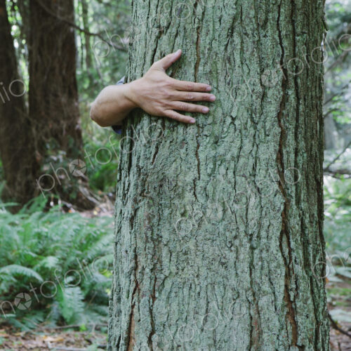 Man hugging tree in lush, green forest