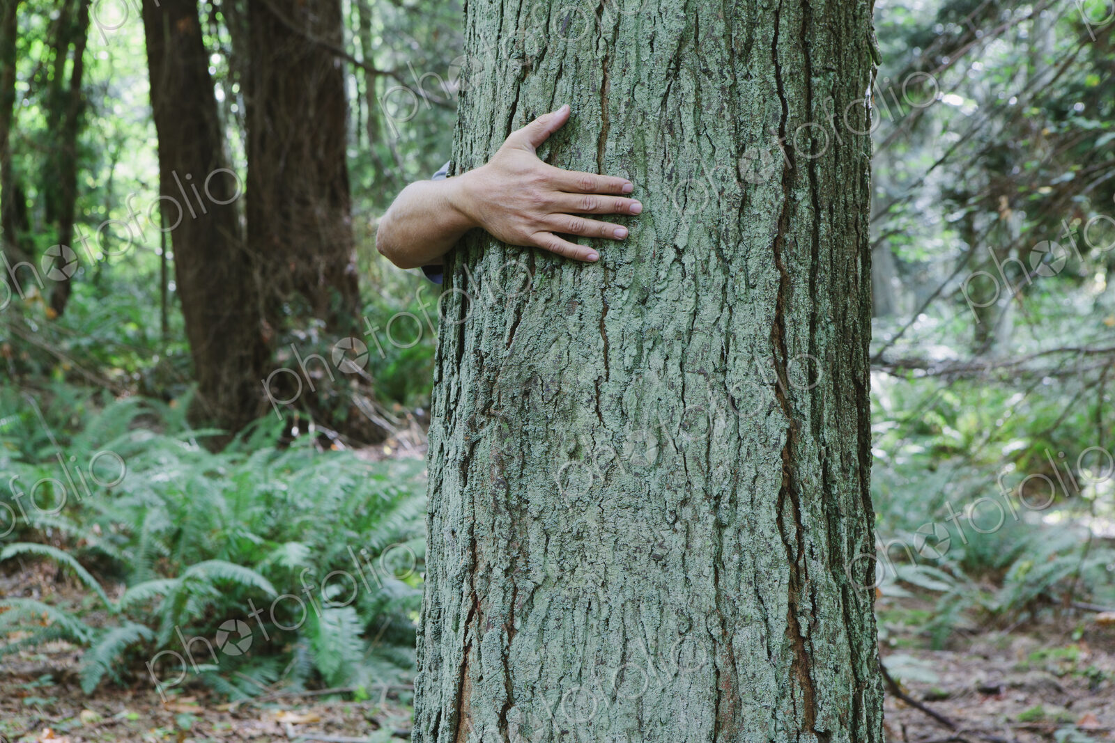 Man hugging tree in lush, green forest