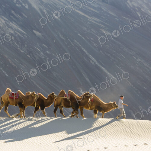 Man leading small group of camels in a desert.