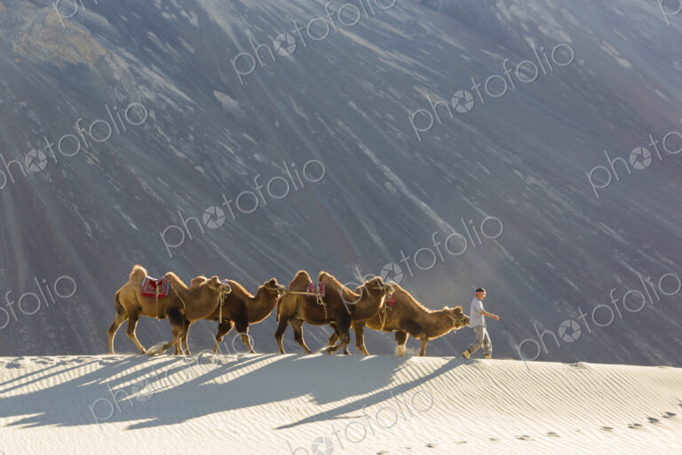 Man leading small group of camels in a desert.