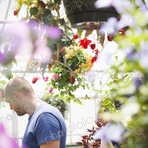 Man looking at colourful flowers and hanging baskets in a garden centre or commercial… Man looking at colourful flowers and hanging baskets in a garden centre or commercial…