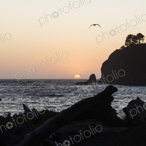Man looking out to sea on La Push beach, Quileute Nation at sunset.