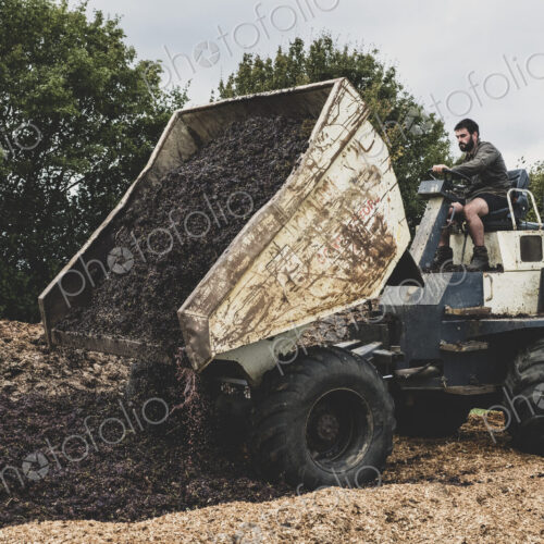 Man on a tractor unloading load of manure on a vineyard.
