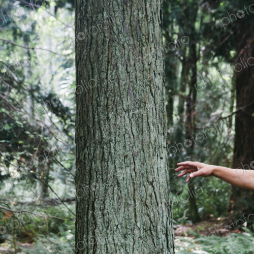 Man reaching for tree in lush, green forest