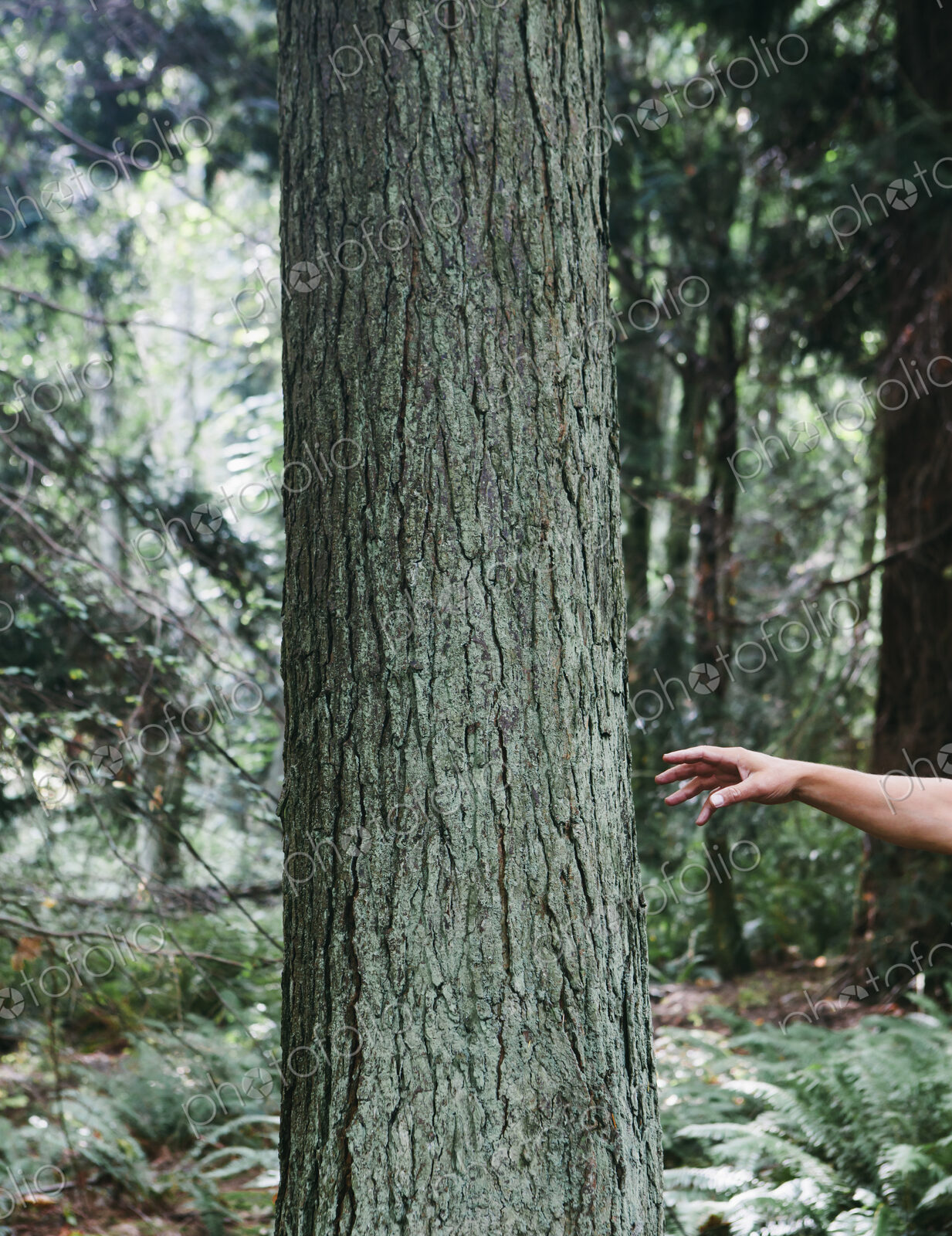 Man reaching for tree in lush, green forest