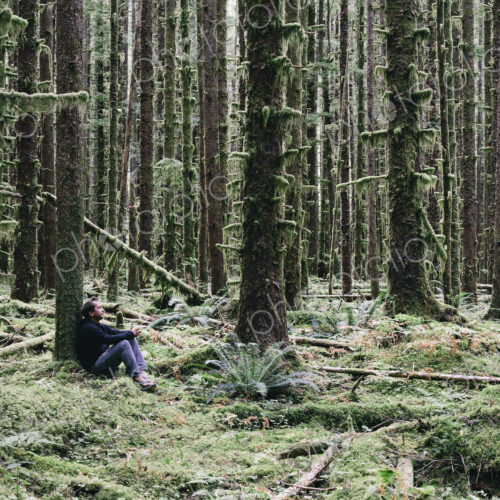 Man sitting among moss-covered Hemlock and Spruce trees in lush temperate rainforest…