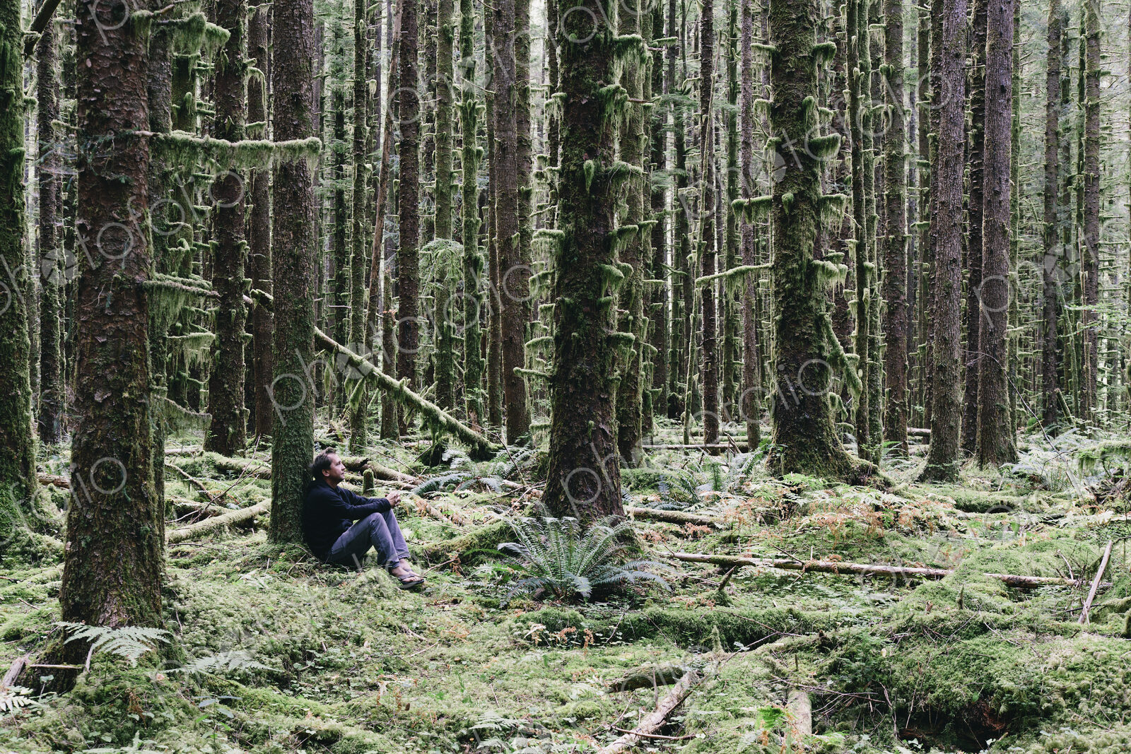 Man sitting among moss-covered Hemlock and Spruce trees in lush temperate rainforest…