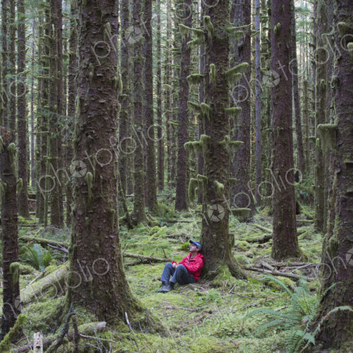Man sitting among moss-covered Hemlock and Spruce trees in lush temperate rainforest…