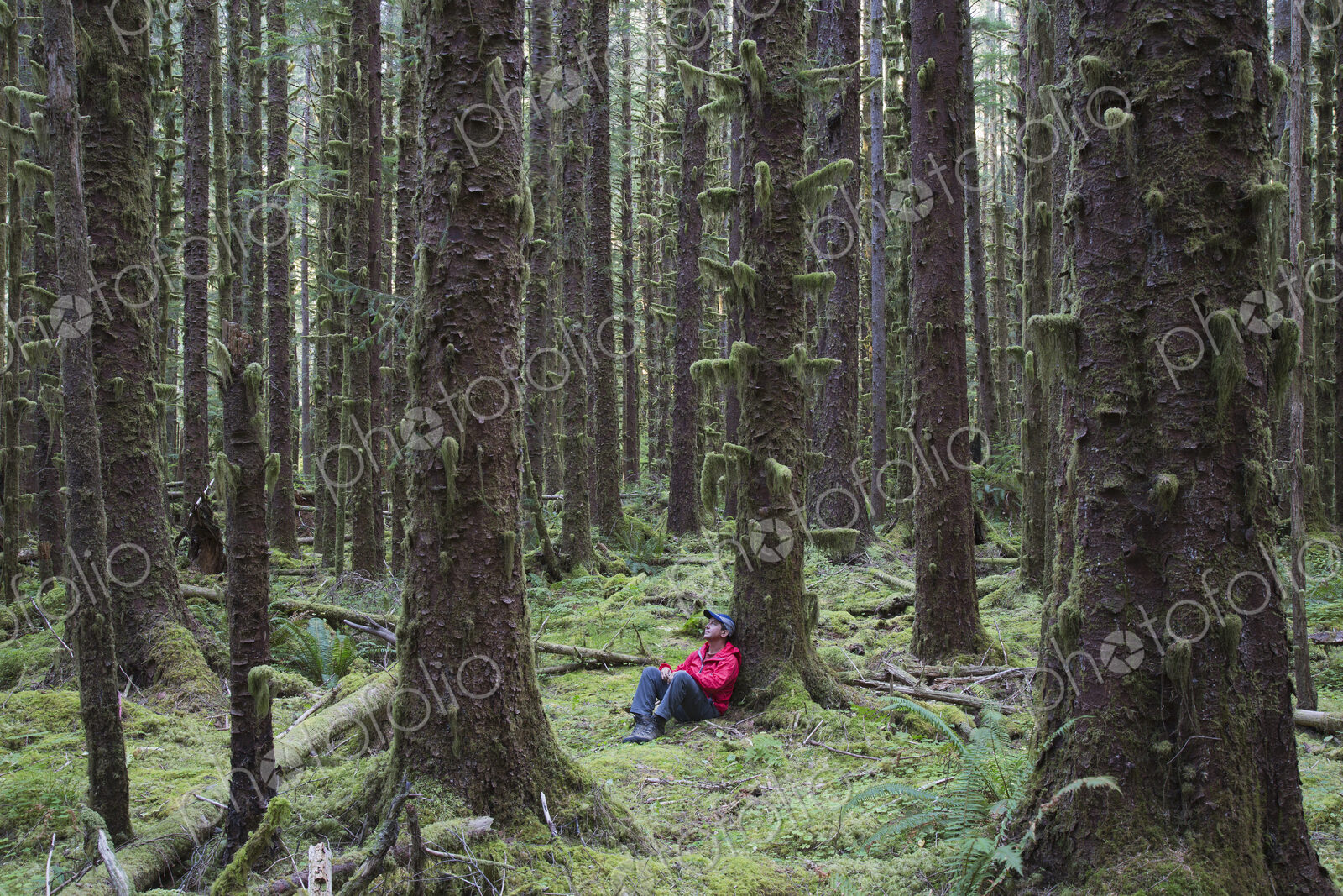 Man sitting among moss-covered Hemlock and Spruce trees in lush temperate rainforest…