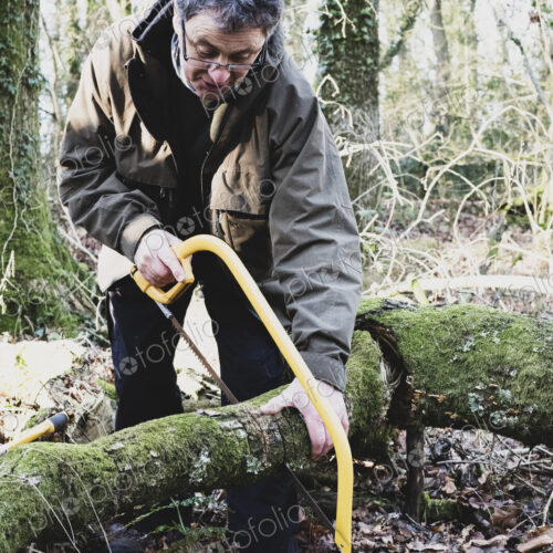 Man standing in forest, cutting tree with a bow saw. Man standing in forest, cutting tree with a bow saw.