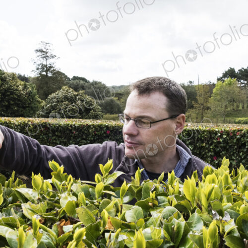 Man standing outdoors in tea plantation, carefully picking tea leaves. Man standing outdoors in tea plantation, carefully picking tea leaves.